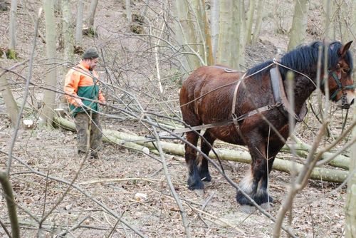 CHEVAL