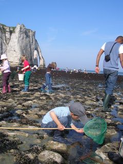 Animation pêche à pied Etretat