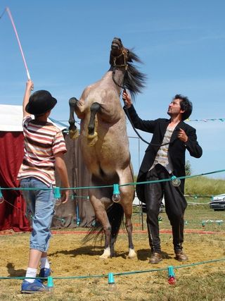 Poneys 2