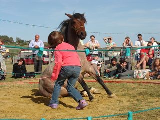 Poneys 4